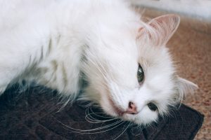 Cat cancer outlet treatment