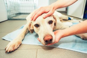 Dog not feeling well in veterinary clinic