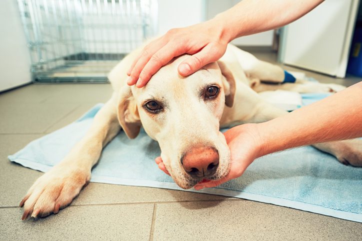 Dog laying down on towel