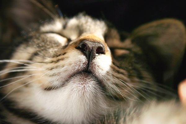 a cats nose compared to dog noses