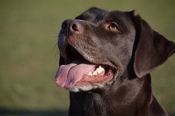 chocolate lab dog smiling oral cancer