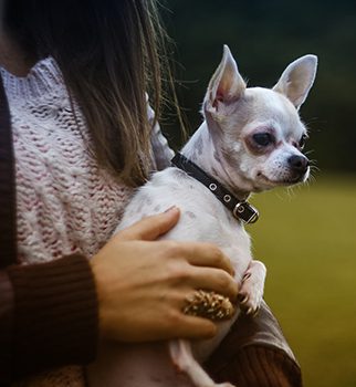 pet cancer Chihuahua dog and owner