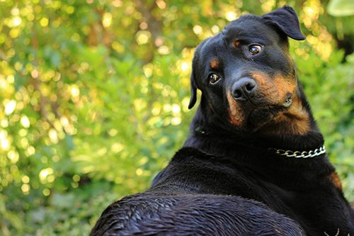 osteosarcoma rottweiler image