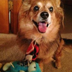 With the help of SRS, Gizmo the Pomeranian beats cancer