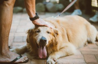 how can you prevent liver cancer in dogs