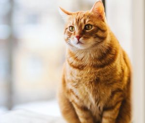lung cancer in cats stages