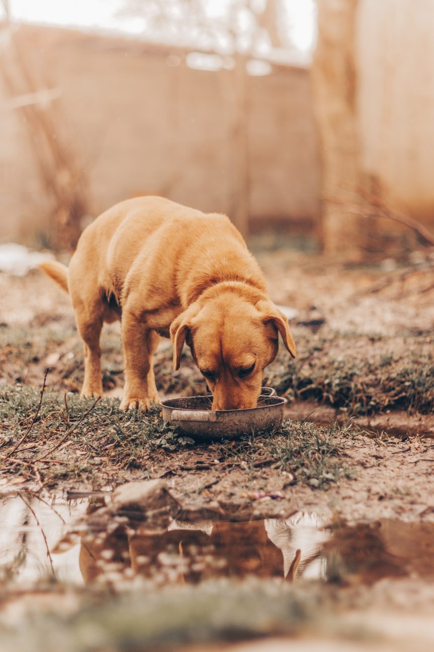 What to feed a dog sale with cancer and no appetite