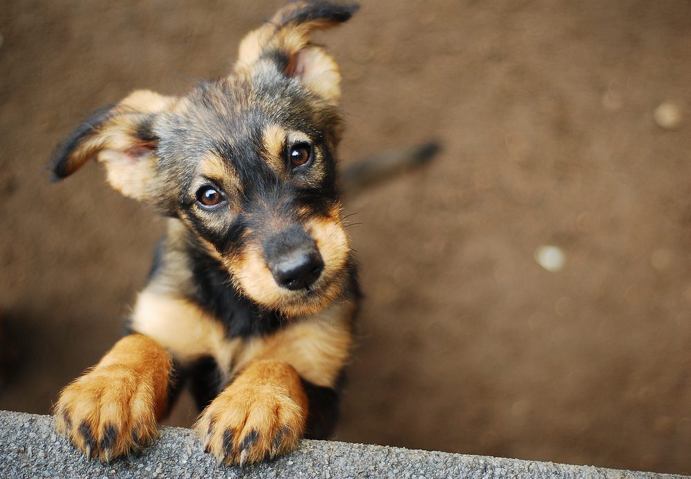 what does a skin tumor look like on a dog