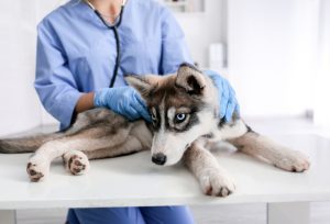 what causes melanoma in dogs