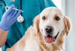 dog at doctors office