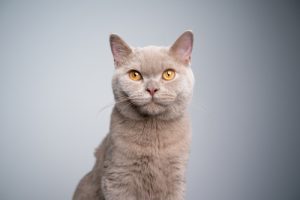 Is Owning a Cat Good for Your Health?