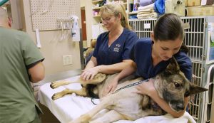 Dog is treated for cancer with stereotactic radiation