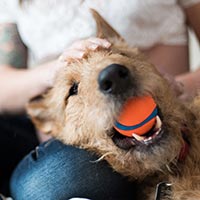 Dog playing with an orange tennis ball in his mouth