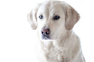 dog with white coat